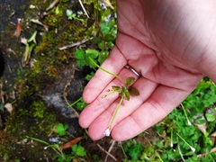 Epilobium rotundifolium