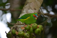 Cyclopsitta diophthalma