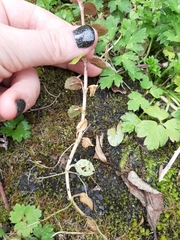 Epilobium rotundifolium