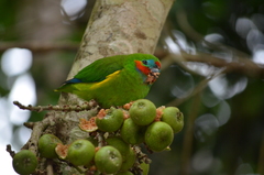 Cyclopsitta diophthalma