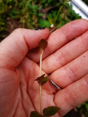 Epilobium rotundifolium