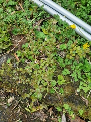 Epilobium rotundifolium