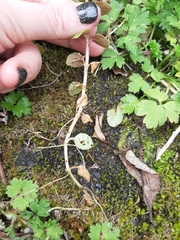 Epilobium rotundifolium