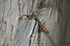 Cryptoblepharus