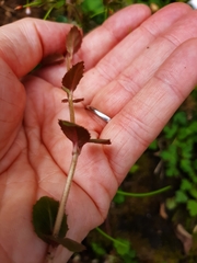 Epilobium rotundifolium