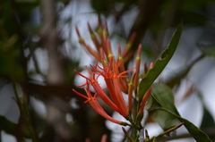 Dendrophthoe curvata