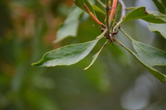 Dendrophthoe curvata