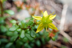 Sedum erythrospermum