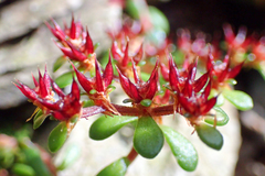 Sedum erythrospermum
