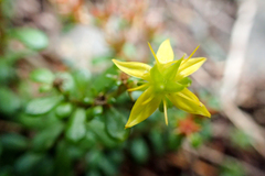 Sedum erythrospermum