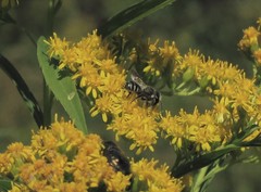 Megachile