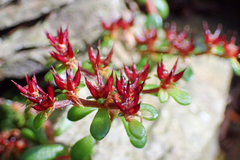 Sedum erythrospermum