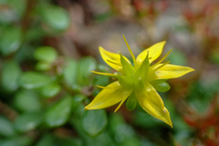 Sedum erythrospermum