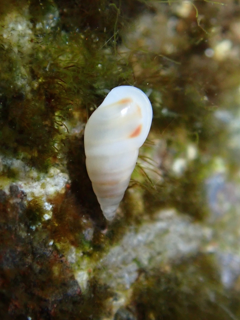 Zebina paivensis