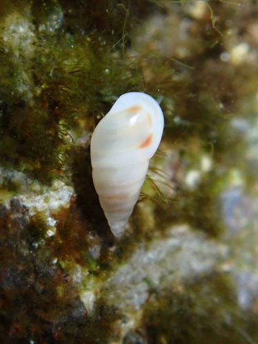 Zebina paivensis