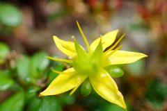 Sedum erythrospermum