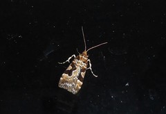Scoparia ustimacula