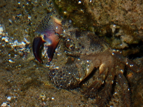 Warty Crab (Eriphia verrucosa)
