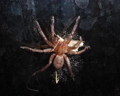 Notiodrassus distinctus