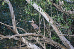 Ardea sumatrana