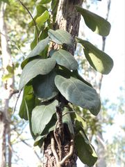 Parsonsia plaesiophylla