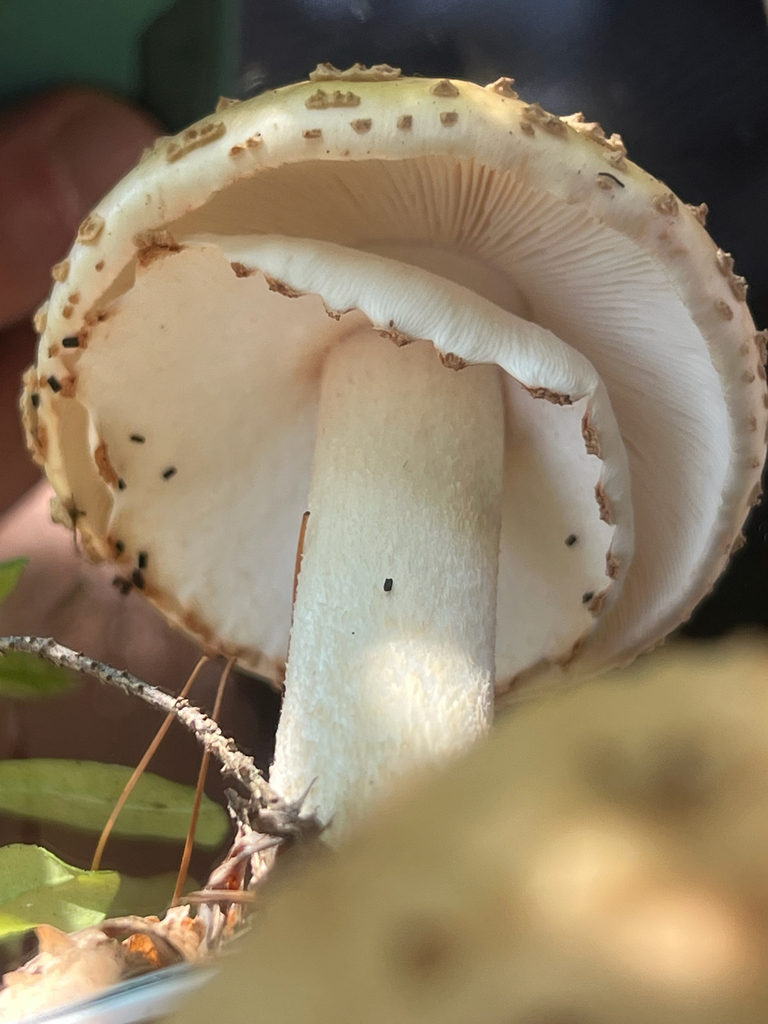 amanita mushrooms