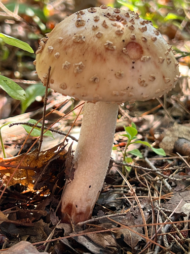 amanita mushrooms