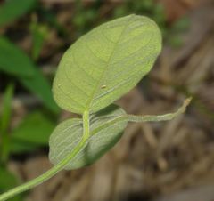Parsonsia plaesiophylla