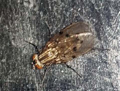 Anthomyia punctipennis