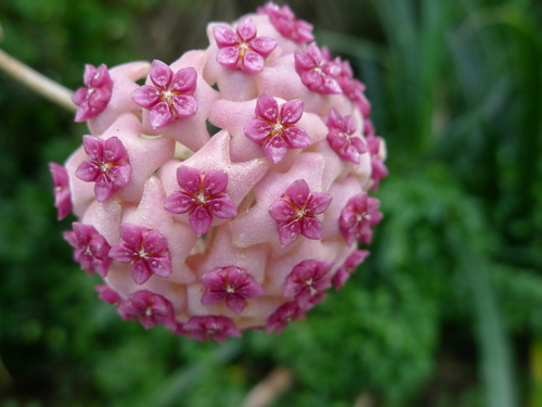 Hoya aldrichii (Hoya aldrichii)