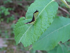 Cerura