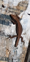 Podarcis muralis breviceps