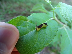 Cerura