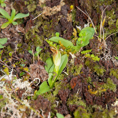 Pterostylis venosa