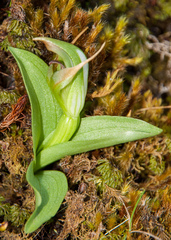 Pterostylis venosa