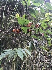 Rubus kawakamii