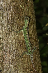Draco blanfordii