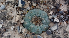 Lophophora williamsii