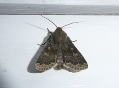 Ichneutica moderata