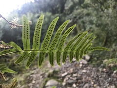 Polypodiodes amoena