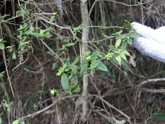 Rhododendron noriakianum