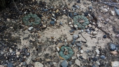 Lophophora williamsii