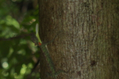 Draco blanfordii