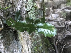 Quercus spinosa