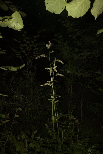 Actaea europaea (Actaea europaea)
