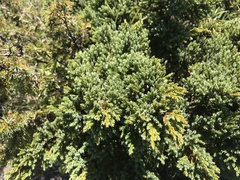 Juniperus squamata