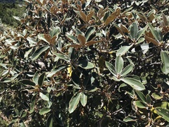 Rhododendron hyperythrum