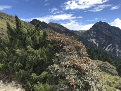 Rhododendron hyperythrum