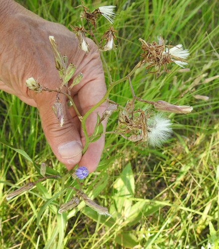 common blue lettuce