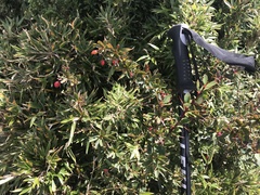 Berberis morrisonensis